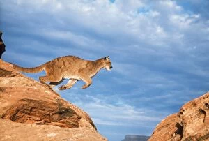 Cougars Gallery: COUGAR / Mountain Lion / Puma / Panther