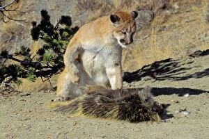 Cougar / Mountain Lion / Puma - preying on porcupine