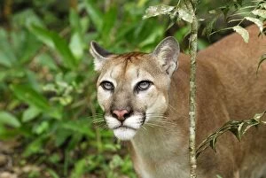 Cougar / Mountain Lion / Puma (Puma concolor)
