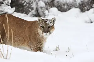 Cougar / Mountain Lion / Puma - running in snow. Montana - USA