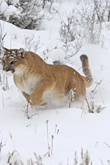 Cougar / Mountain Lion / Puma - running in snow. Montana - USA
