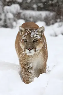 Cougar / Mountain Lion / Puma - running in snow. Montana - USA