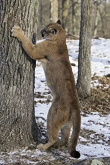 Cougar / Mountain Lion / Puma - sharpening claws on tree trunk