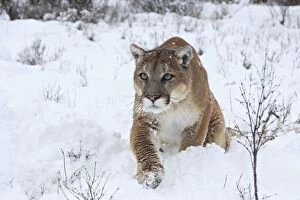 Images Dated 9th March 2009: Cougar / Mountain Lion / Puma - in snow. Montana - USA