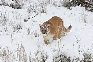 Cougar / Mountain Lion / Puma - in snow. Montana - USA