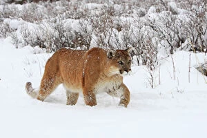 Big Cats Collection: Cougar / Mountain Lion / Puma - in snow. Montana - USA