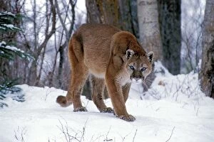 Cougars Gallery: Cougar / Mountain Lion / Puma - walking on snow