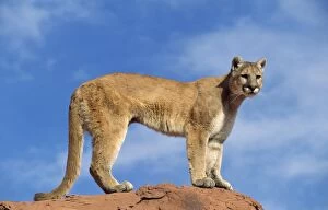 Images Dated 1st October 2012: Cougar / Mountain Lion - Utah - USA