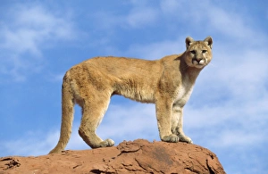 Images Dated 1st October 2012: Cougar / Mountain Lion - Utah - USA