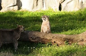 Argentinian Gallery: Cougar / Puma / Mountain Lion
