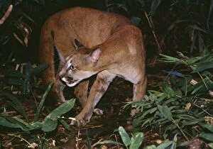 Cougar - In rainforest