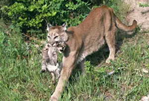 Cougar TOM 162 Carrying young cub in mouth, aka Mountain Lion - USA Felis concolor © Tom & Pat Leeson / ARDEA LONDON