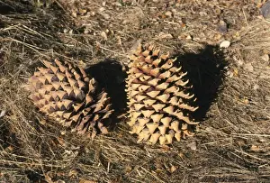 Cones Prints: Coulter Pine Cones