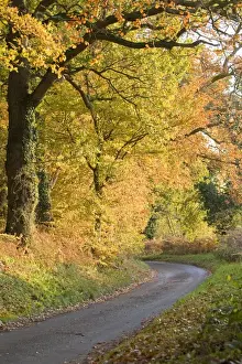 Country Lane at autumn - Felbrigg Norfolk - UK