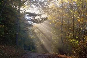 Breaks Gallery: Country Road - in autumn forest - sun breaks through