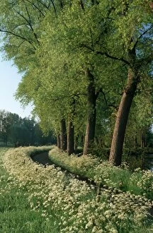 Country ROAD - with Cow Parsley and Poplars