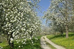 Country road - leading through fruit tree meadows with flowering pear and cherry trees in spring