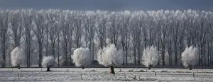 Poplar Prints: Countryside landscape in winter - Belgium
