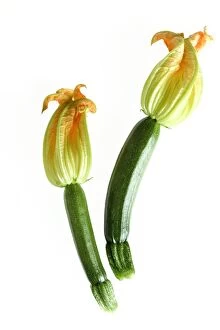 Images Dated 15th July 2004: Courgette - with flowers