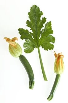 Courgette - with flowers & leaf
