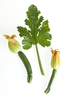 Images Dated 15th July 2004: Courgette - with flowers & leaf