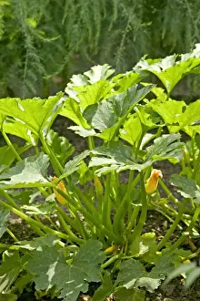 Vegetable Gardens Prints: Courgette Plant - in flower
