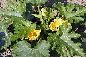 Squash Prints: courgette / Zucchini / Italian squash - in flower