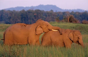 Images Dated 8th February 2007: Courting Indian / Asian Elephants. Corbett National Park, India