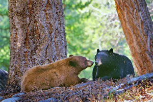 Images Dated 15th October 2008: A courting pair of black bears (cinnamon or brown color phase is common among black bears)