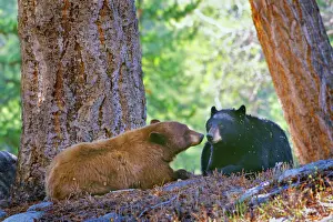 Cinnamon Prints: A courting pair of black bears (cinnamon or brown color phase is common among black bears)