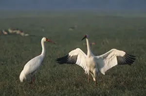Cranes Prints: Courtship dance of Siberian Crane, Keoladeo National Park, India
