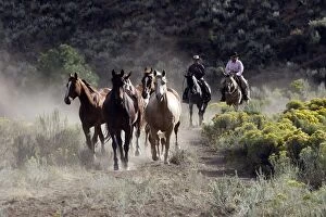 Images Dated 2nd September 2005: Cow boy avec cheval de la race 'Quarter horse' et/ou 'Paint' des USA