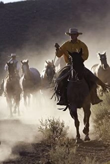 Images Dated 31st August 2005: Cow boy avec cheval de la race 'Quarter horse' et/ou 'Paint' des USA