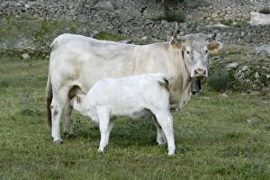 Images Dated 3rd April 2007: Cow with calf - Extremadura, Spain