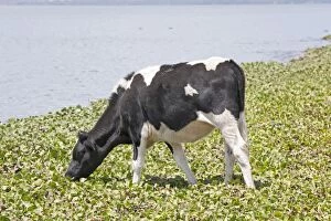 Cow feeding on water hyacinth