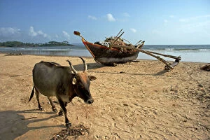 Tourism Collection: Cow and Fishing Boat on beach - Palolem beach - Goa - India