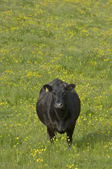 Mainland Prints: Cow - in flower meadow - Orkney Mainland MA002294