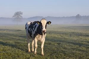 Bovid Gallery: Cow fog Domestic Cattle cow in morning fog Lower Saxony
