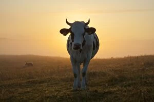 Bovid Gallery: Cow fog Domestic Cattle cow at sunrise Skane, Sweden