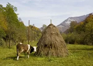 Images Dated 13th October 2008: Cow with hay stooks, in the Galda valley in autumn