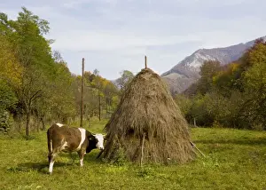 Harvests Prints: Cow with hay stooks, in the Galda valley in autumn, Apuseni Mountains, Romania
