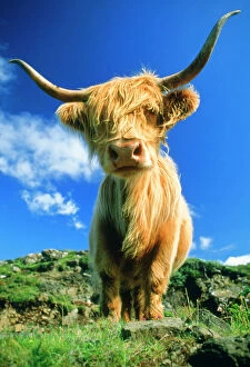 Farm Animals Collection: Cow - Highland Cattle