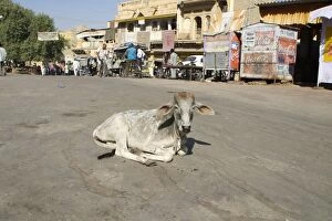 Images Dated 14th December 2004: Cow - Lying in the middle of the road