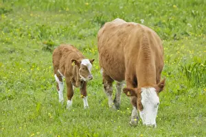 Mainland Prints: Cow - Mother and Calf in Meadow - Orkney Mainland MA002313
