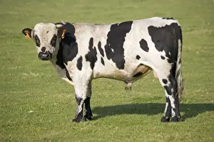 Production Prints: Cow - Normande heifer standing looking Normandy France
