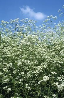 Images Dated 4th July 2008: Cow Parsley