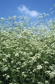 Cow Parsley