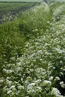 Cow Parsley - both banks of this dyke are smothered with Cow Parsley - Romney Marsh, Kent. June