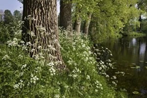 Images Dated 22nd April 2011: Cow Parsley - growing next to pond