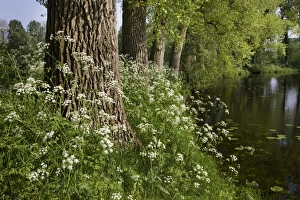 Images Dated 22nd April 2011: Cow Parsley - growing next to pond